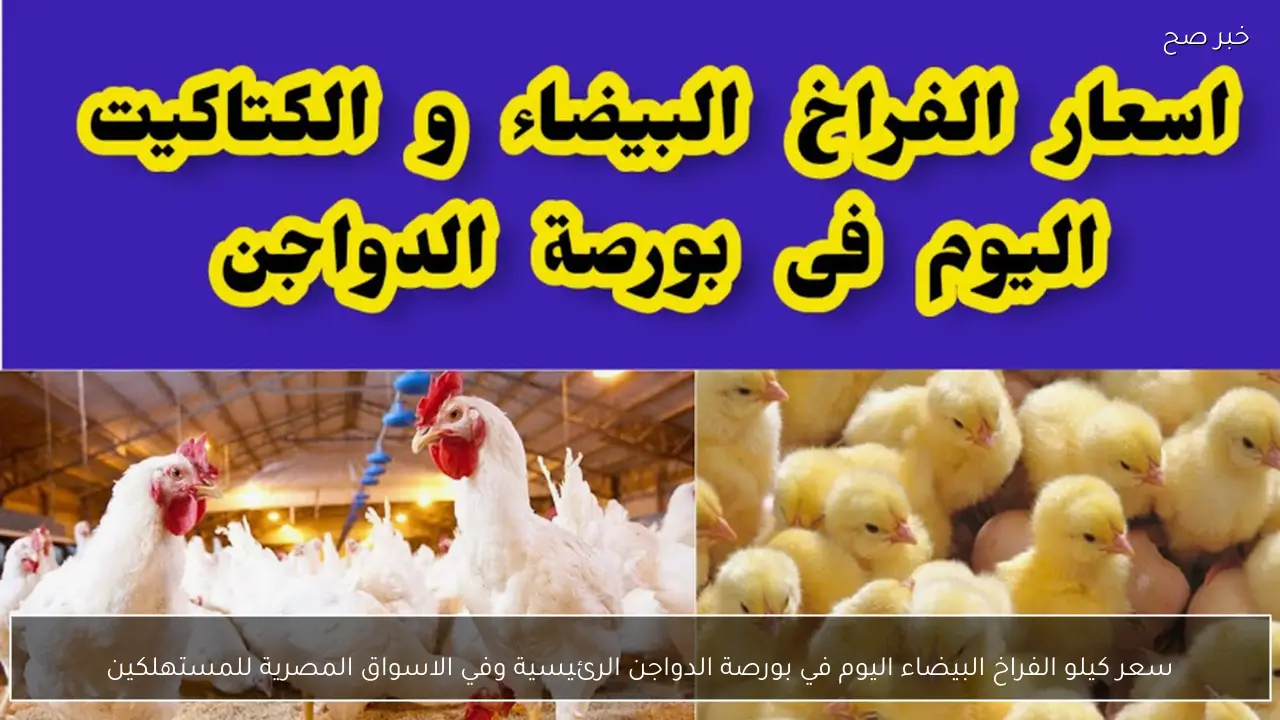 الكيلو بكام؟.. سعر كيلو الفراخ البيضاء اليوم في بورصة الدواجن الرئيسية وفي الاسواق المصرية للمستهلكين