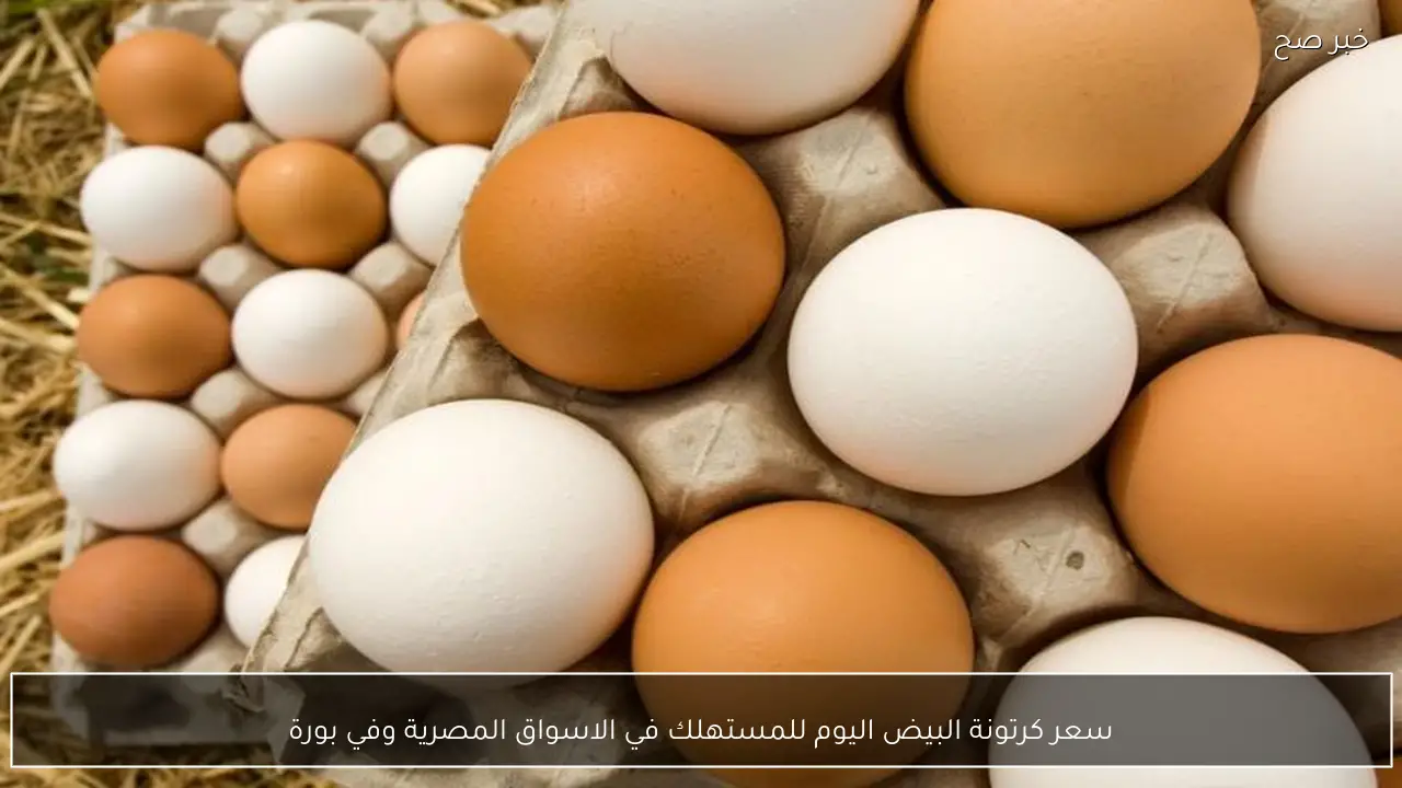 ارتفاع سعر كرتونة البيض اليوم للمستهلك في الاسواق المصرية وفي بورصة الدواجن الرئيسية