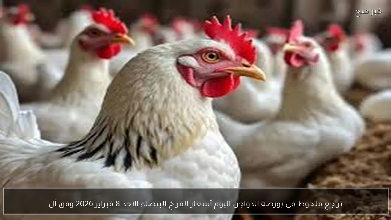 تراجع ملحوظ في بورصة الدواجن اليوم أسعار الفراخ البيضاء الاحد 8 فبراير 2026 وفق آخر تحديث