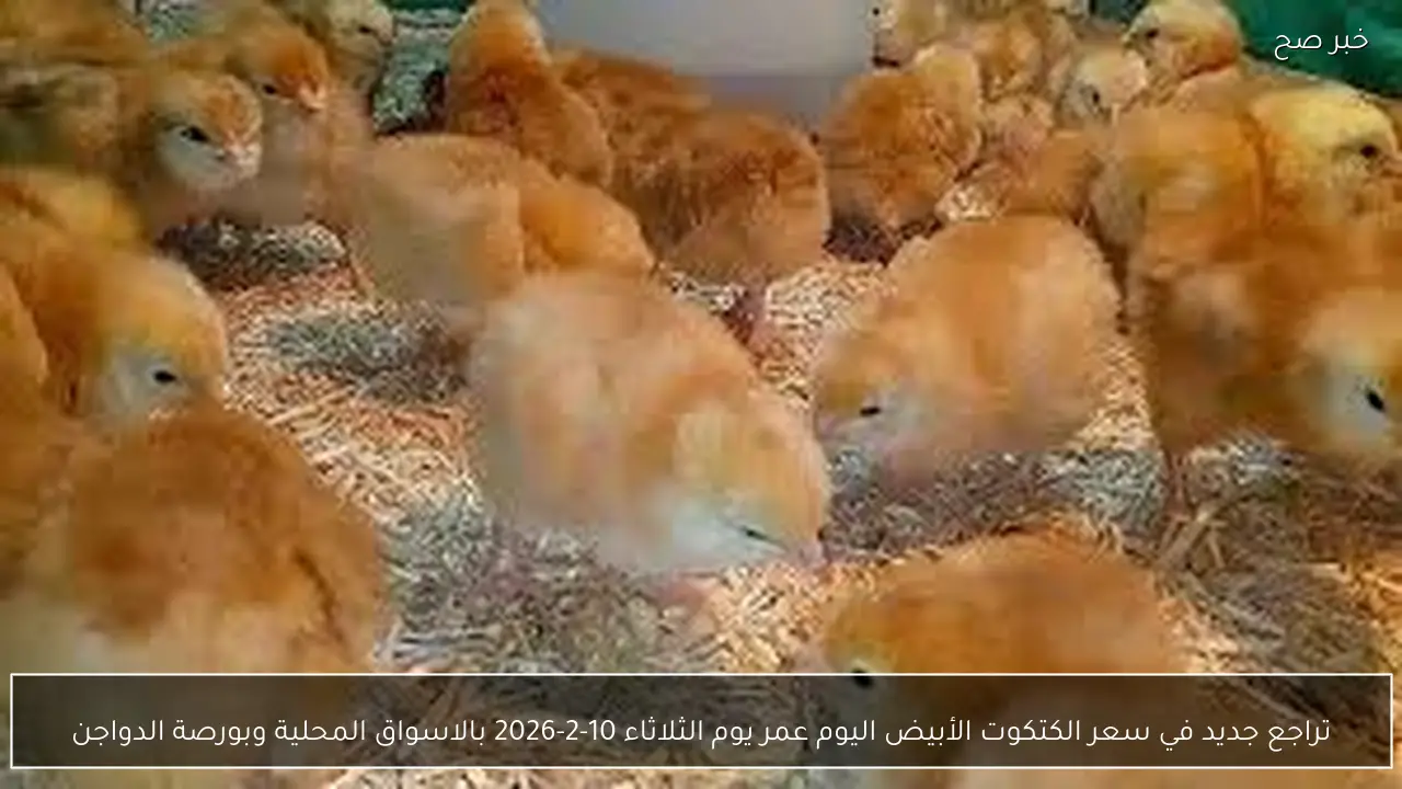 تراجع جديد في سعر الكتكوت الأبيض اليوم عمر يوم الثلاثاء 10-2-2026 بالاسواق المحلية وبورصة الدواجن