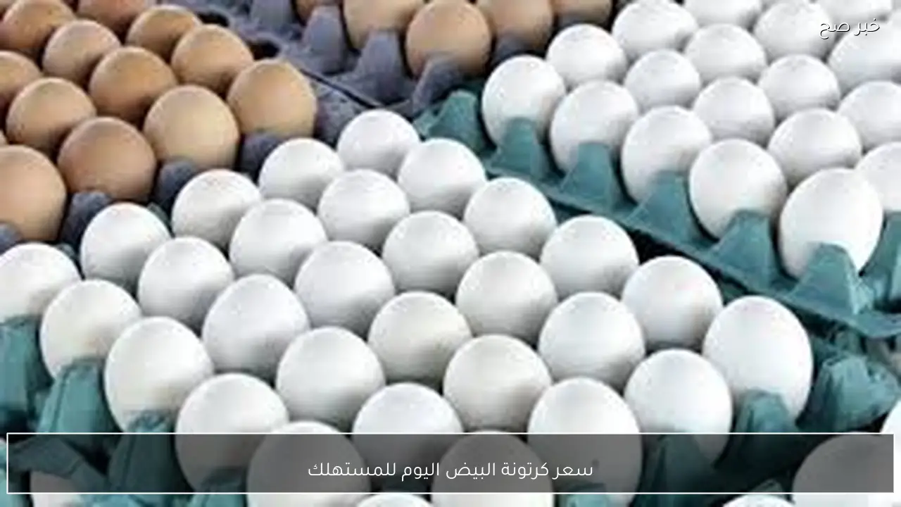 استقرار سعر كرتونة البيض اليوم للمستهلك الاثنين 16 فبراير 2026 في كافة الاسواق المصرية