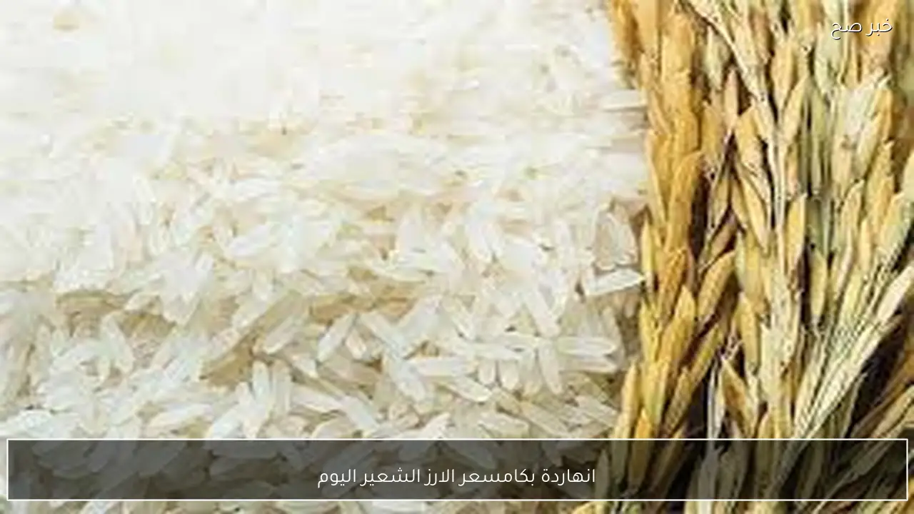 انهاردة بكام؟.. سعر الارز الشعير اليوم الثلاثاء 24 فبراير 2026 في الاسواق المصرية