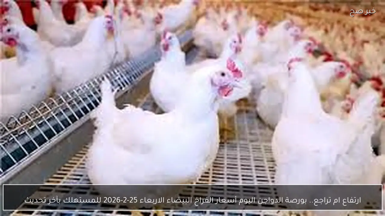 ارتفاع ام تراجع.. بورصة الدواجن اليوم أسعار الفراخ البيضاء الاربعاء 25-2-2026 للمستهلك بآخر تحديث