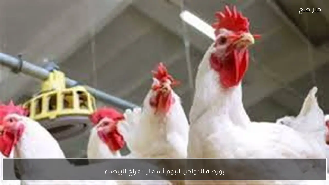 استقرار بورصة الدواجن اليوم أسعار الفراخ البيضاء السبت 28-2-2026 في بداية التعاملات اليومية