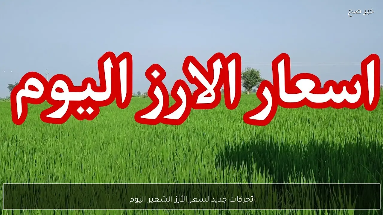 تحركات جديد لسعر الأرز الشعير اليوم الخميس 5 فبراير 2026 في الاسواق والمضارب المصرية