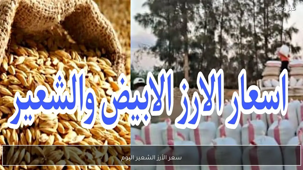 سعر الأرز الشعير اليوم الاثنين 23 فبراير 2026 في الاسواق والمضارب المصرية
