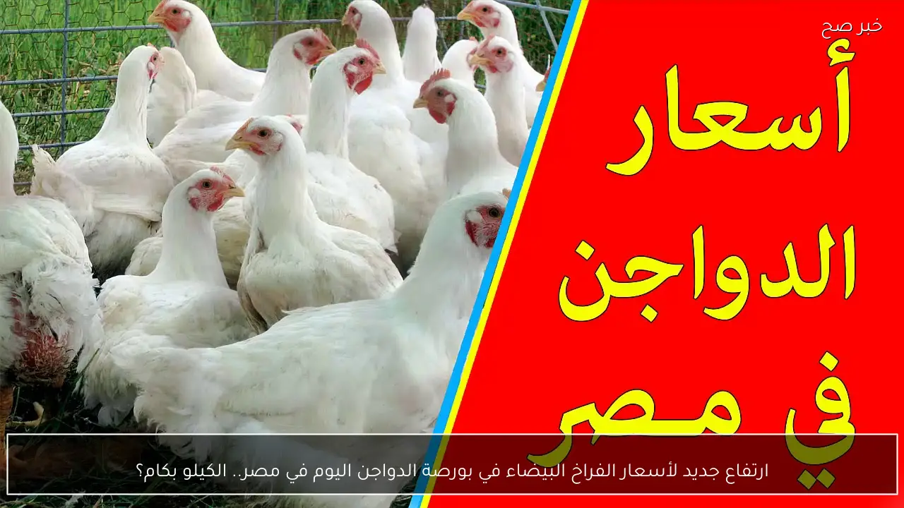ارتفاع جديد لأسعار الفراخ البيضاء في بورصة الدواجن اليوم في مصر.. الكيلو بكام؟