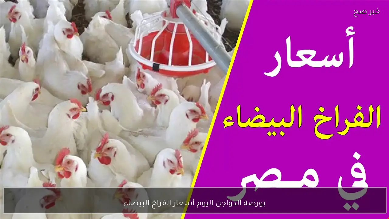 أسعار الفراخ البيضاء في بورصة الدواجن اليوم والأسواق المصرية للمستهلك.. الكيلو بكام؟