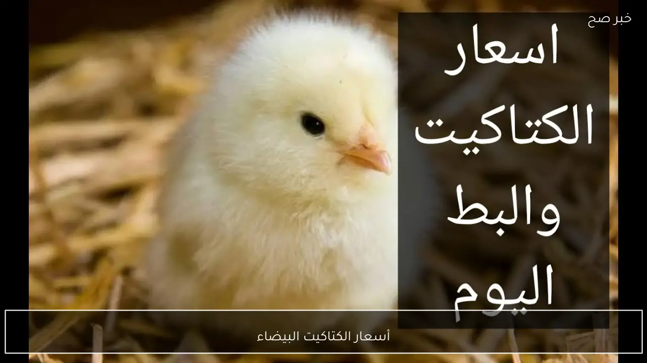 أسعار الكتاكيت البيضاء اليوم في بورصة الدواجن الرئيسية وفي الاسواق المصرية للمستهلكين