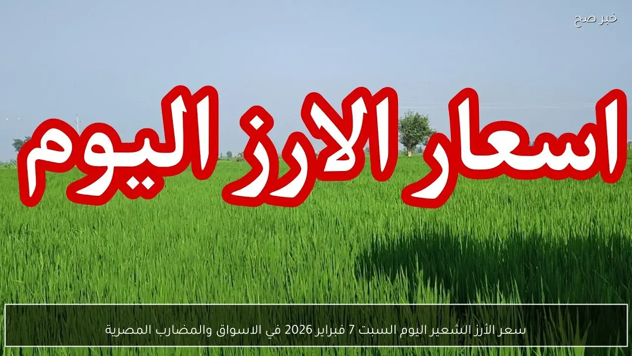 سعر الأرز الشعير اليوم السبت 7 فبراير 2026 في الاسواق والمضارب المصرية