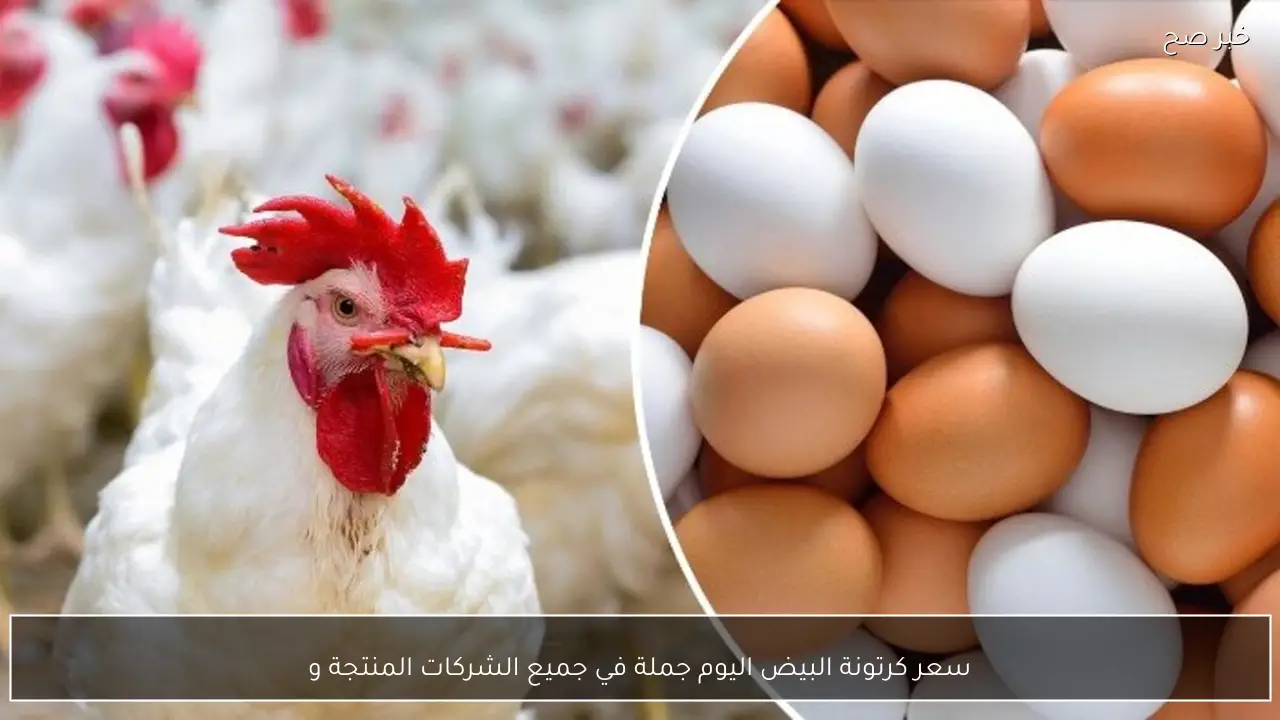 سعر كرتونة البيض اليوم جملة في جميع الشركات المنتجة والبورصة الرئيسية
