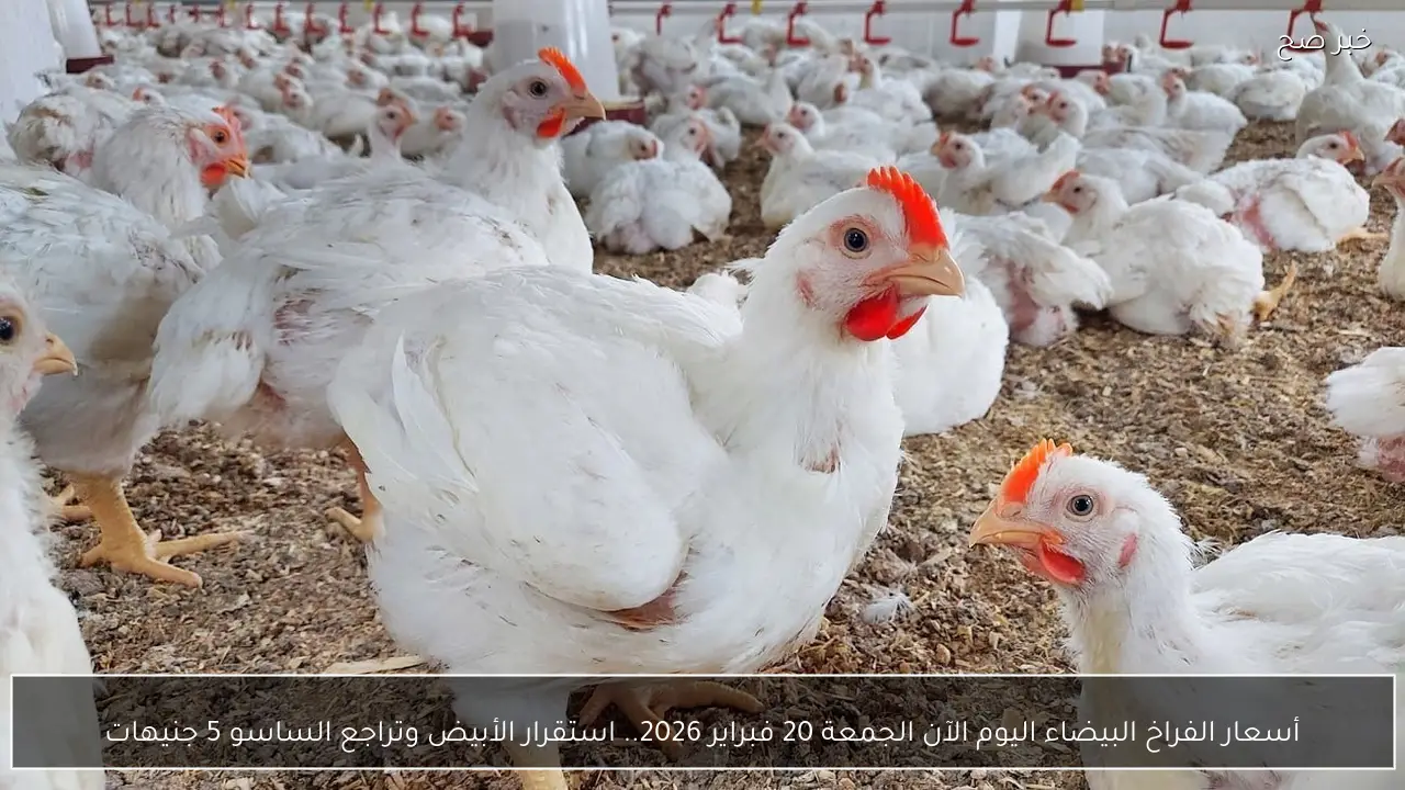 أسعار الفراخ البيضاء اليوم الآن الجمعة 20 فبراير 2026.. استقرار الأبيض وتراجع الساسو 5 جنيهات
