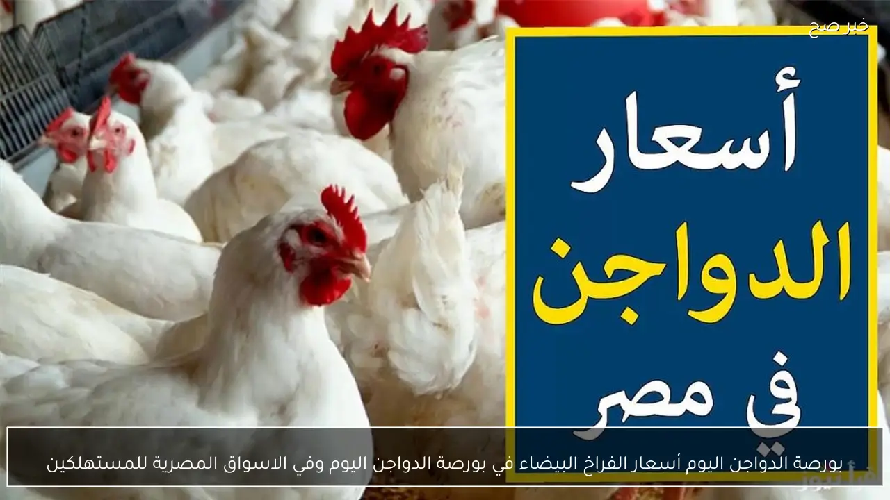 ارتفاع أسعار الفراخ البيضاء في بورصة الدواجن اليوم وفي الاسواق المصرية للمستهلكين