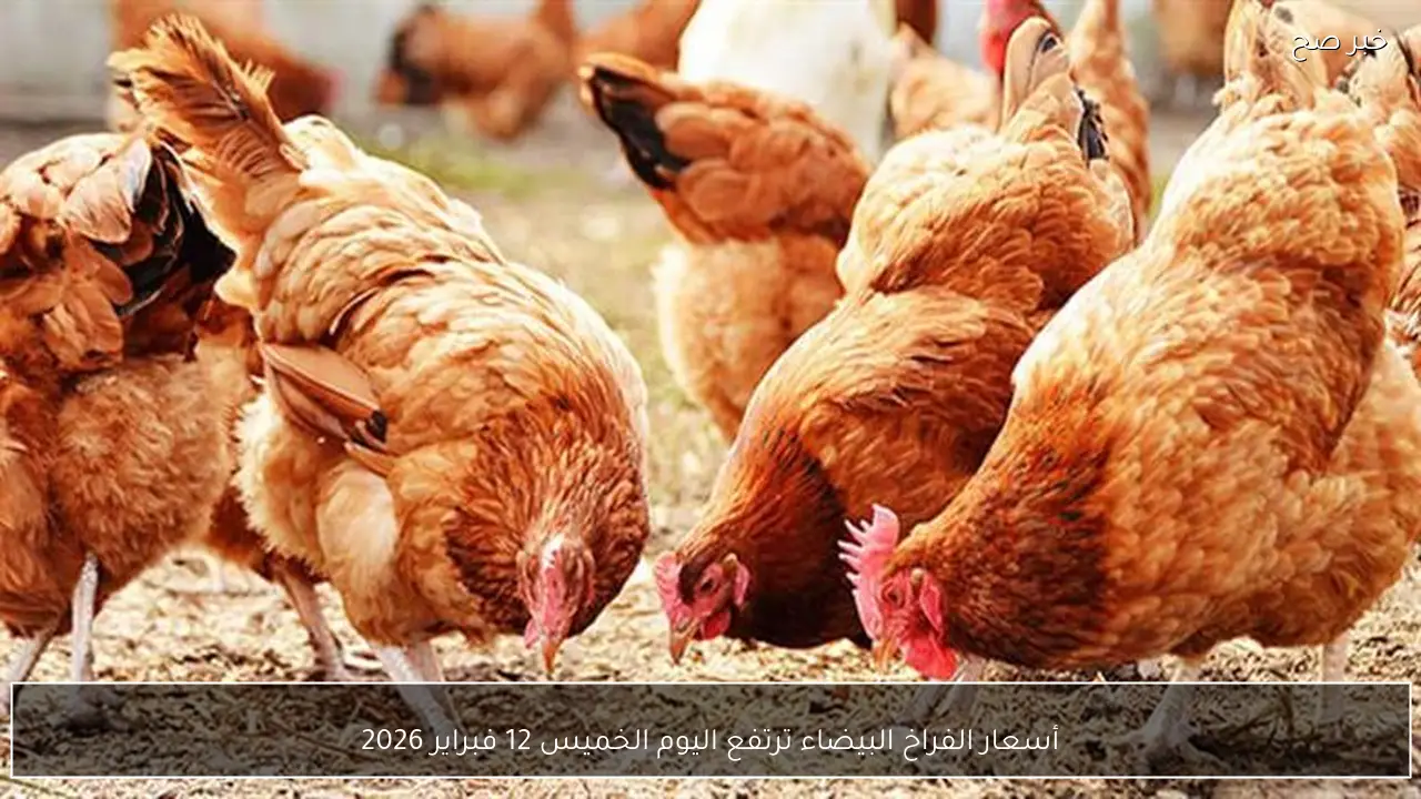 أسعار الفراخ البيضاء ترتفع اليوم الخميس 12 فبراير 2026