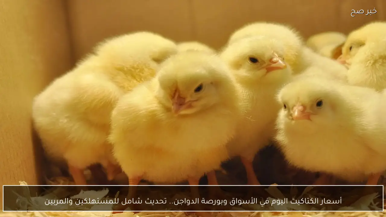 أسعار الكتاكيت اليوم في الأسواق وبورصة الدواجن.. تحديث شامل للمستهلكين والمربين