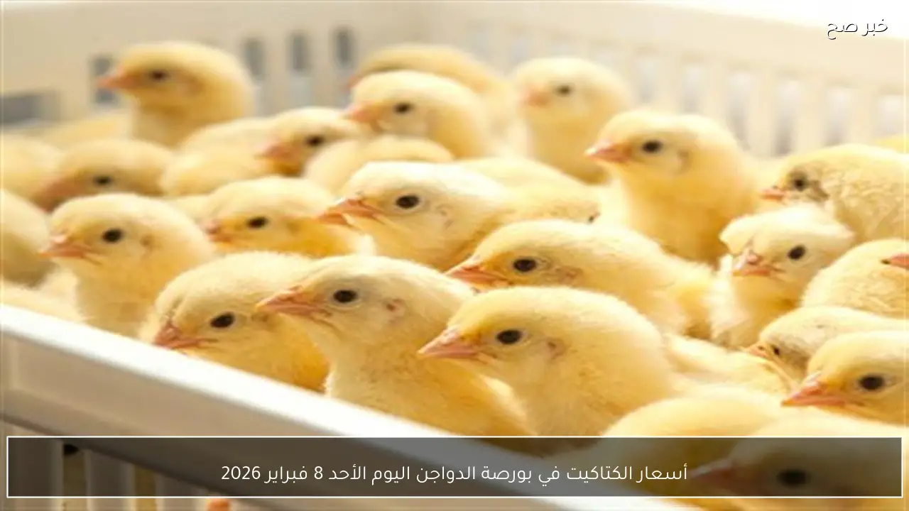 أسعار الكتاكيت في بورصة الدواجن اليوم الأحد 8 فبراير 2026