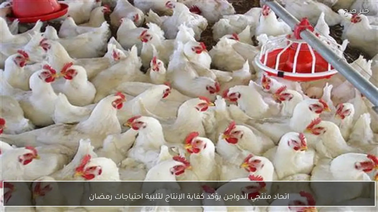 اتحاد منتجي الدواجن يؤكد كفاية الإنتاج لتلبية احتياجات رمضان