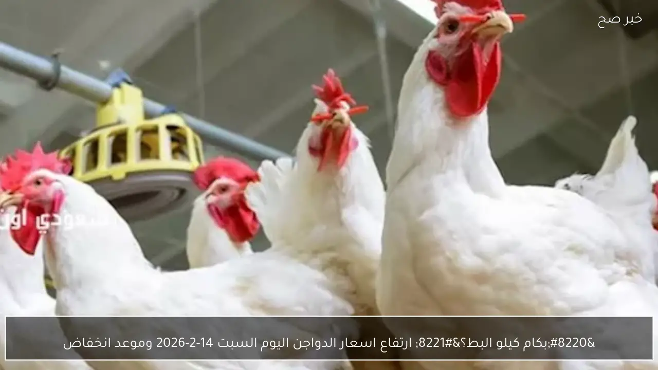 “بكام كيلو البط؟” ارتفاع اسعار الدواجن اليوم السبت 14-2-2026 وموعد انخفاض سعر الفراخ البيضاء
