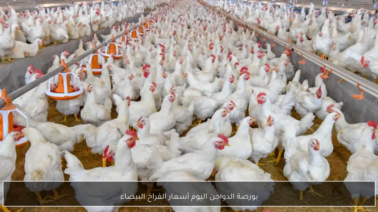 بعد اخر ارتفاع.. بورصة الدواجن اليوم أسعار الفراخ البيضاء الاربعاء 25 فبراير 2026 للمستهلك في مصر