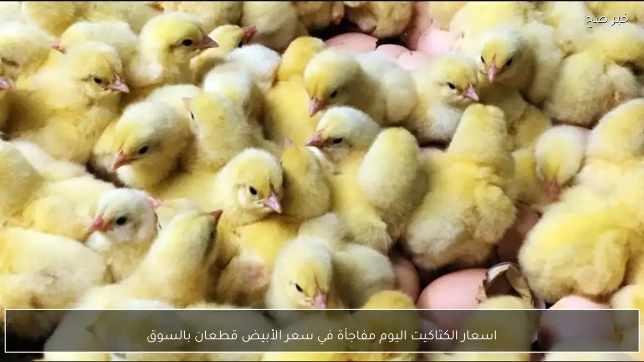 اسعار الكتاكيت اليوم مفاجأة في سعر الأبيض قطعان بالسوق