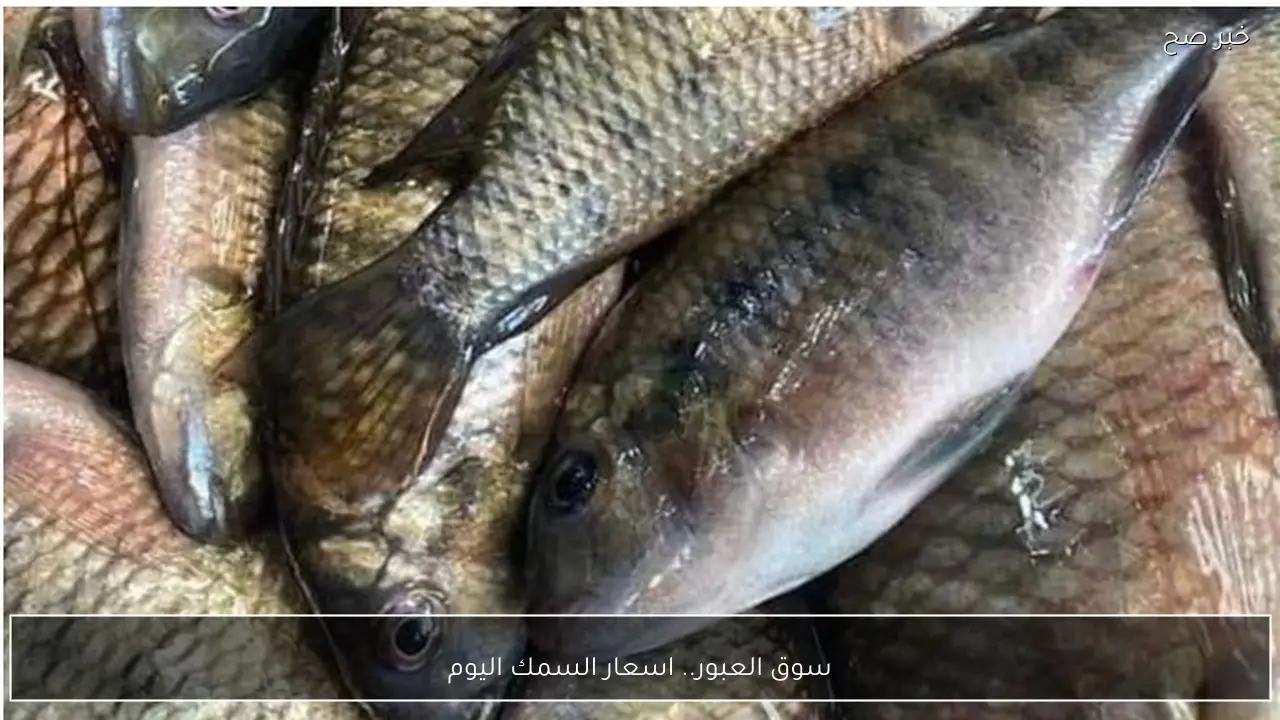 سوق العبور.. اسعار السمك اليوم الاثنين 2 فبراير 2026 للمستهلك