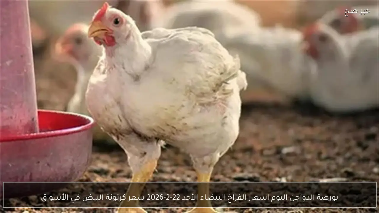 بورصة الدواجن اليوم اسعار الفراخ البيضاء الأحد 22-2-2026 سعر كرتونة البيض في الأسواق