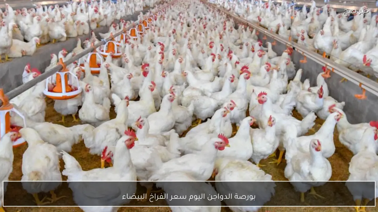 بورصة الدواجن اليوم سعر الفراخ البيضاء السبت 28 فبراير 2026 في المزرعة والأسواق