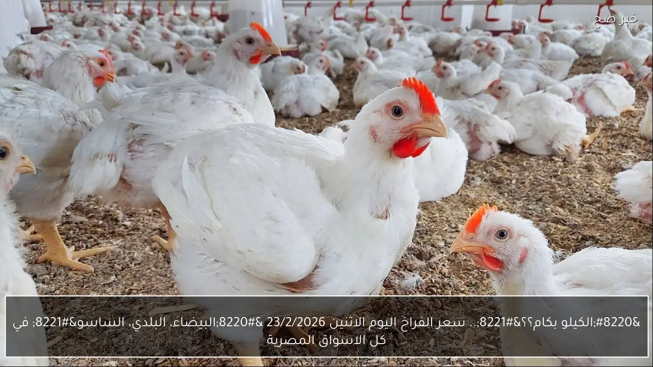 “الكيلو بكام؟؟”.. سعر الفراخ اليوم الاثنين 23/2/2026 “البيضاء، البلدي، الساسو” في كل الاسواق المصرية