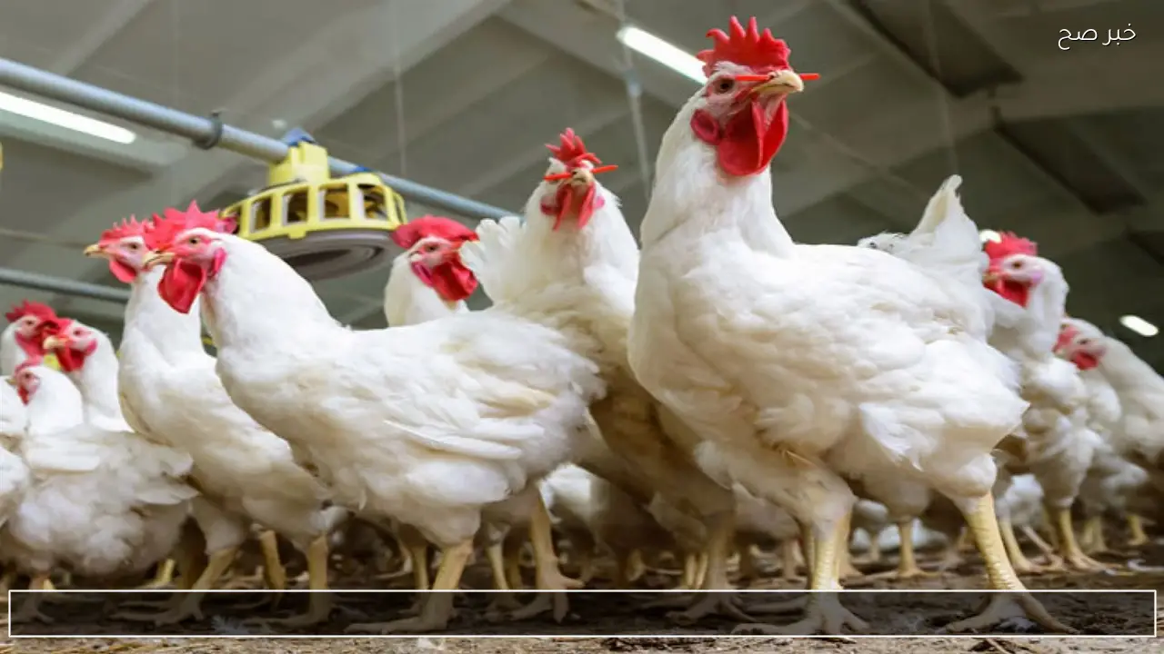 “الفراخ بكام الان”.. تعرف على بورصة الدواجن اليوم أسعار الفراخ البيضاء بعد آخر تحديث بالأسواق