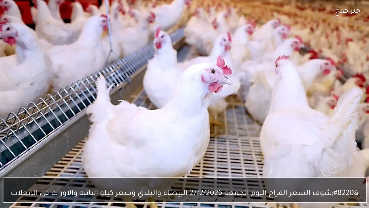 “شوف الكيلو بكام؟”.. سعر الفراخ اليوم الجمعة 27/2/2026 البيضاء والبلدي وسعر كيلو البانيه والاوراك في المحلات