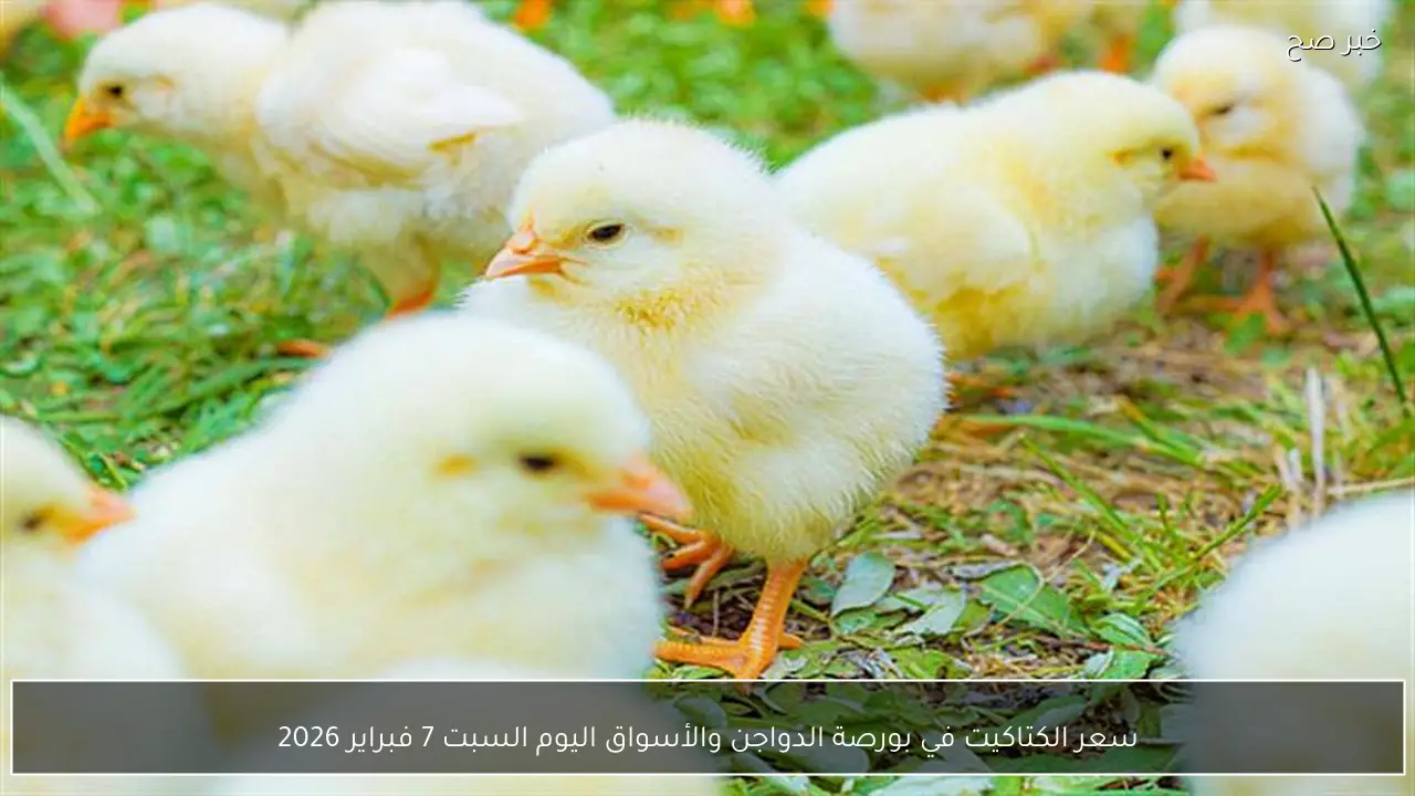 سعر الكتاكيت في بورصة الدواجن والأسواق اليوم السبت 7 فبراير 2026