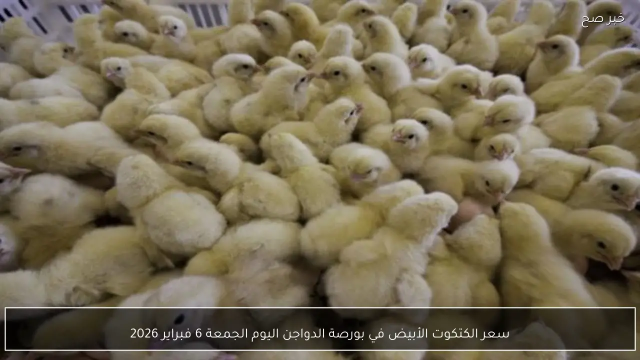 سعر الكتكوت الأبيض في بورصة الدواجن اليوم الجمعة 6 فبراير 2026