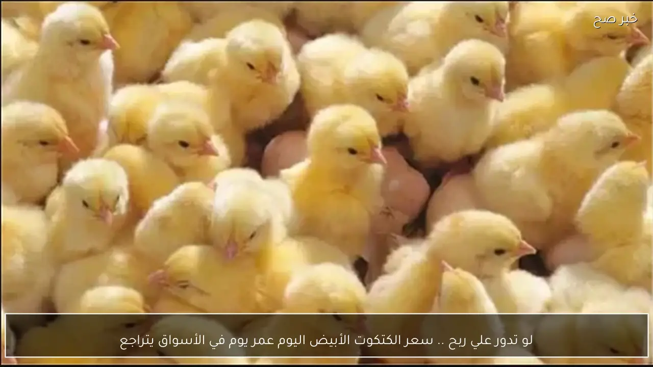 لو بتدور علي ربح .. سعر الكتكوت الأبيض اليوم عمر يوم يتراجع في الأسواق يتراجع