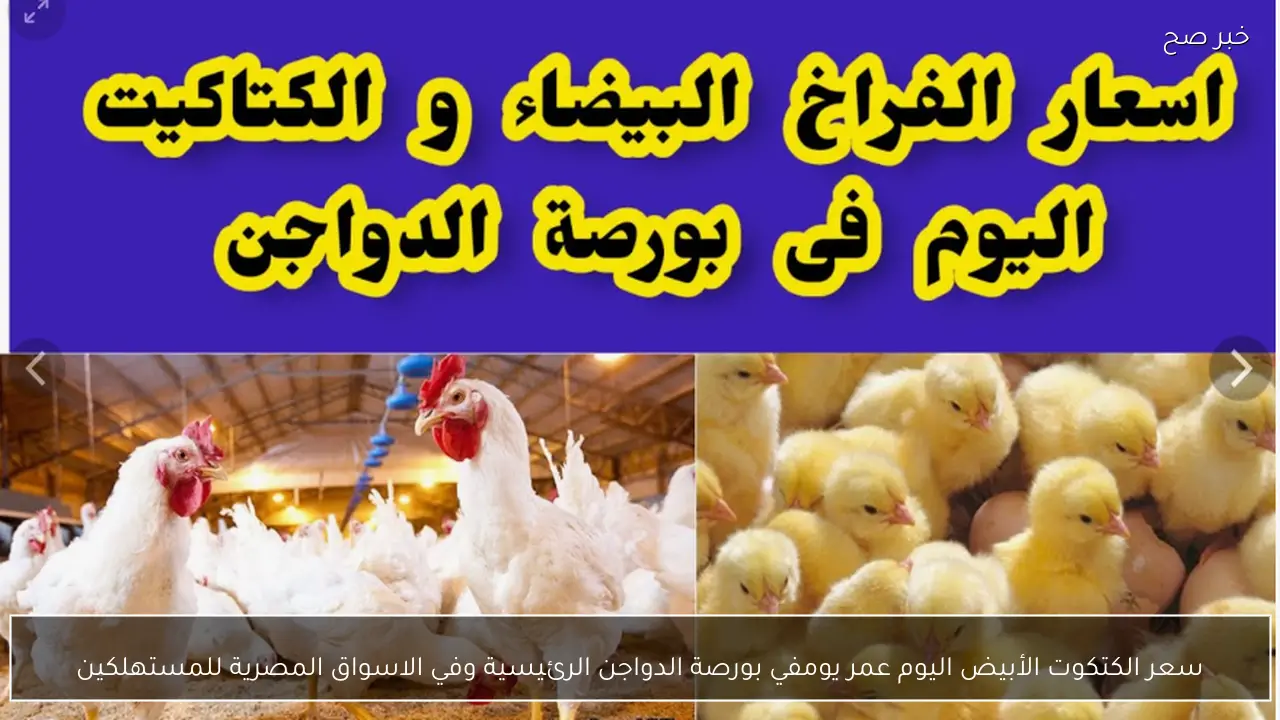 ارتفاع سعر الكتكوت الأبيض اليوم عمر يوم في بورصة الدواجن الرئيسية وفي الاسواق المصرية للمستهلكين