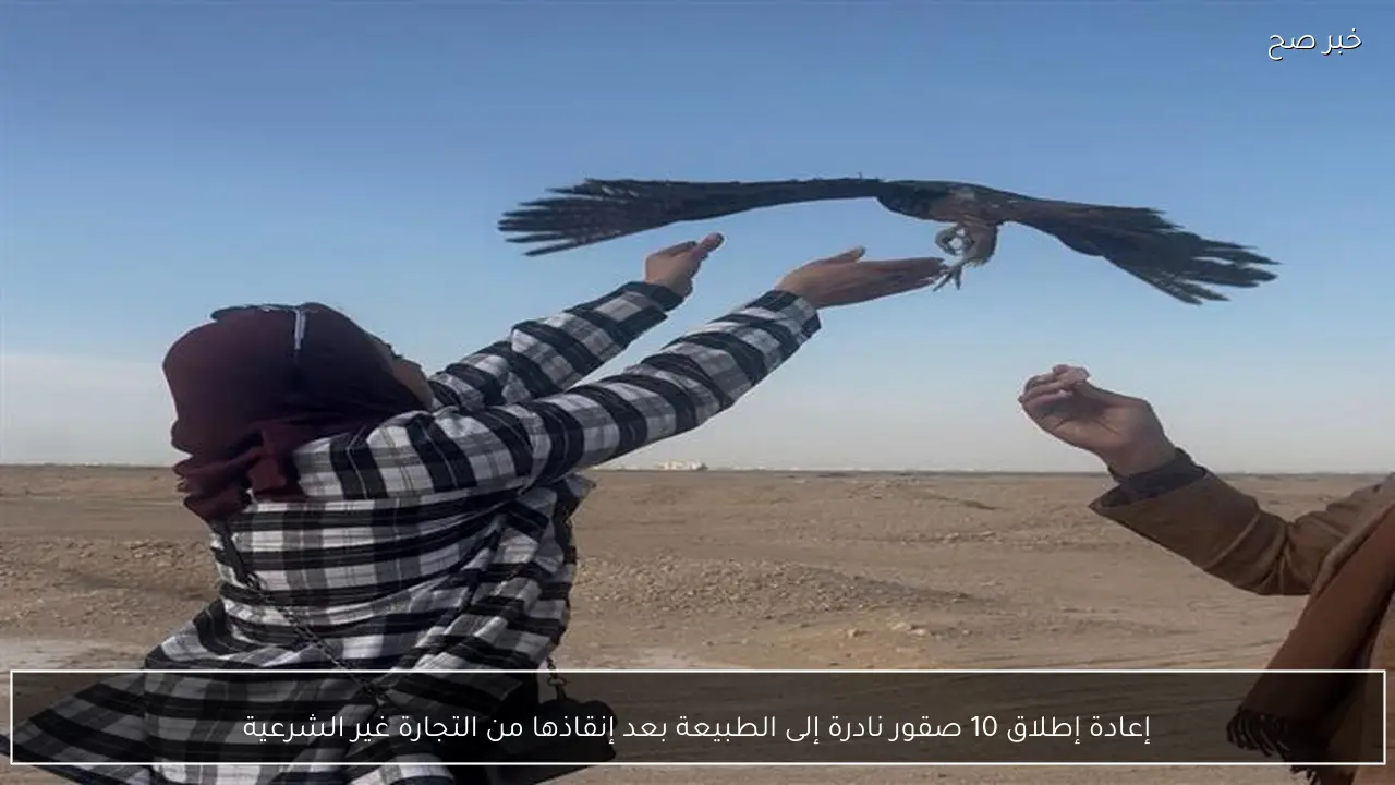 إعادة إطلاق 10 صقور نادرة إلى الطبيعة بعد إنقاذها من التجارة غير الشرعية