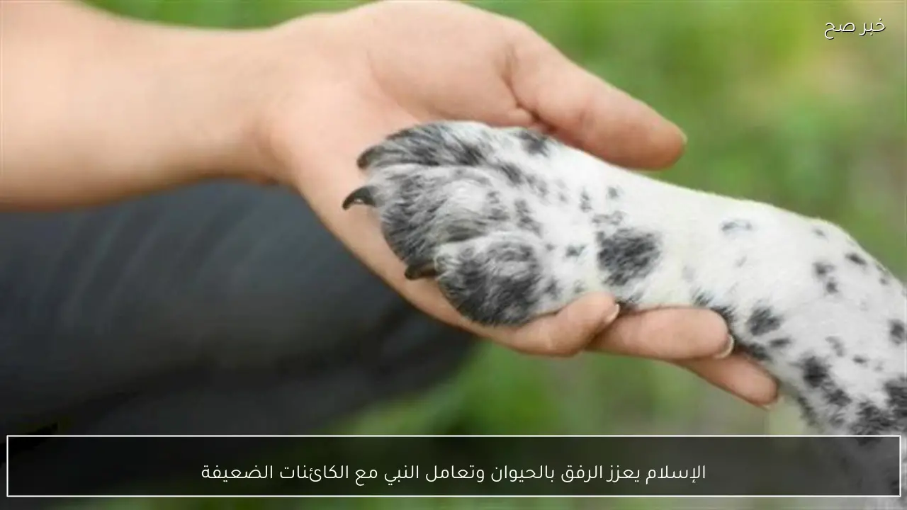 الإسلام يعزز الرفق بالحيوان وتعامل النبي مع الكائنات الضعيفة