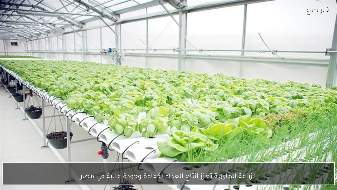الزراعة المائية تعزز إنتاج الغذاء بكفاءة وجودة عالية في مصر