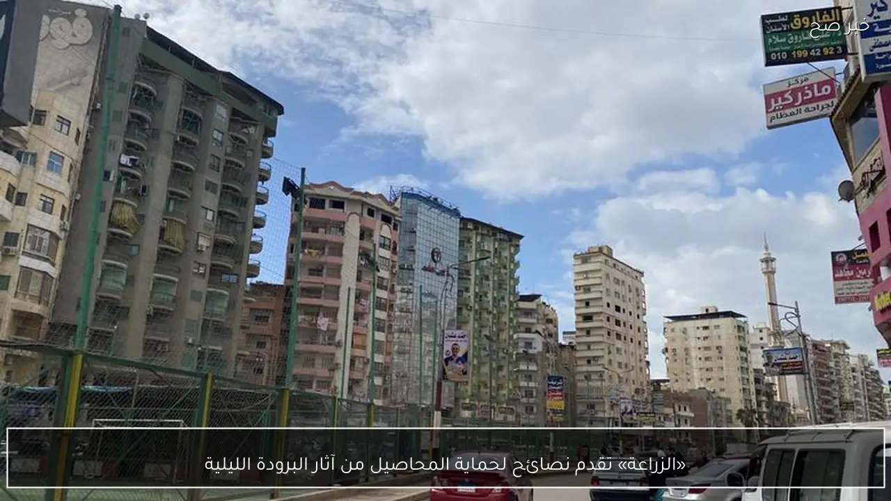 «الزراعة» تقدم نصائح لحماية المحاصيل من آثار البرودة الليلية