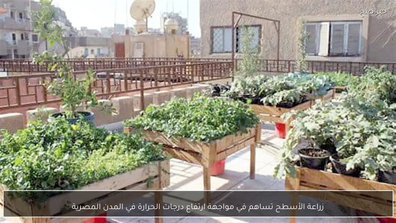 زراعة الأسطح تساهم في مواجهة ارتفاع درجات الحرارة في المدن المصرية