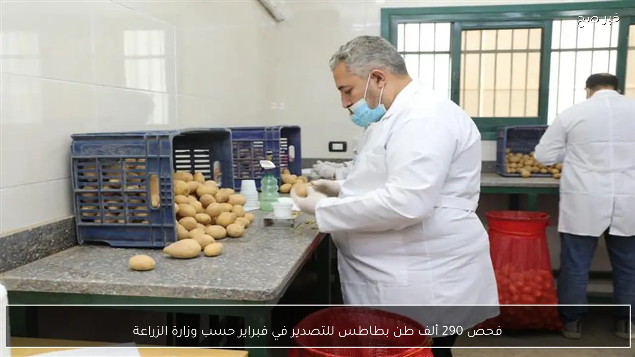 فحص 290 ألف طن بطاطس للتصدير في فبراير حسب وزارة الزراعة