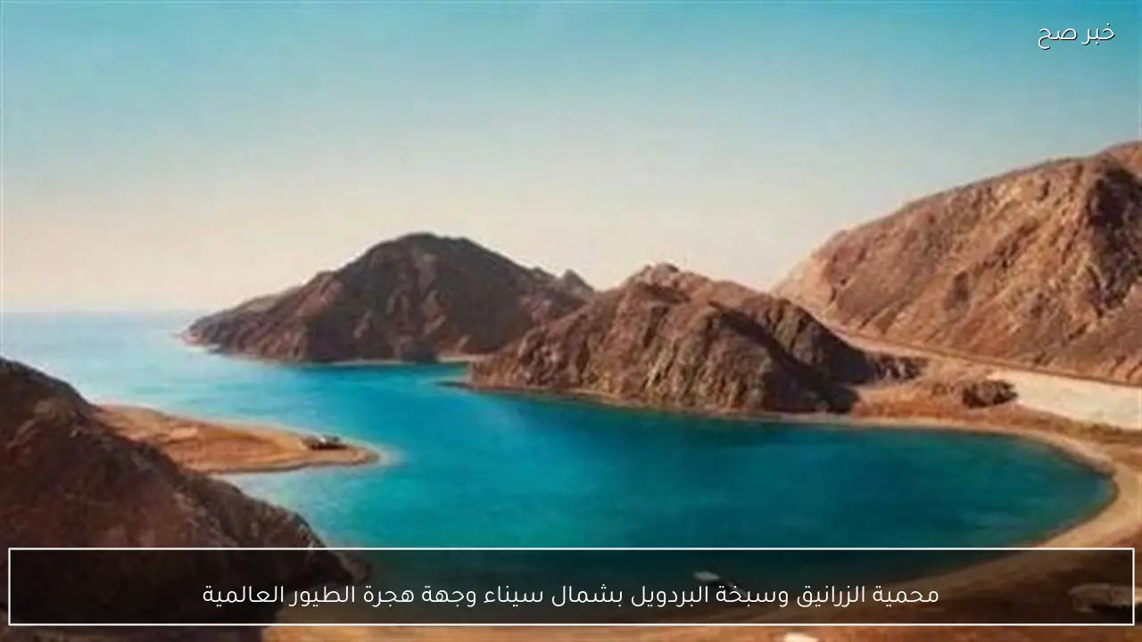 محمية الزرانيق وسبخة البردويل بشمال سيناء وجهة هجرة الطيور العالمية